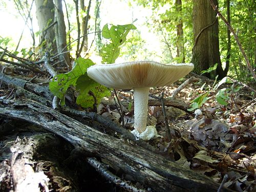 Amanita ravenelii